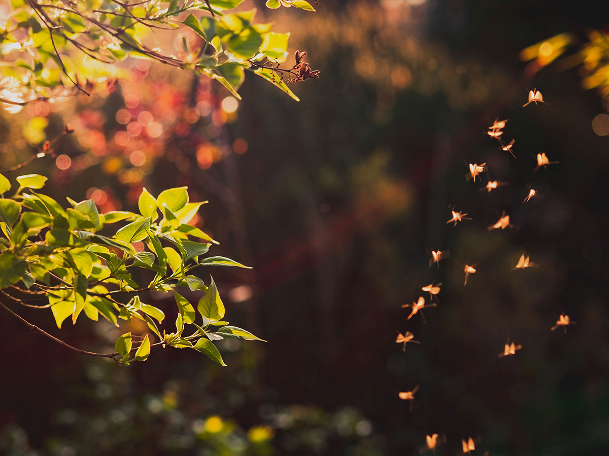Držite dosadne komarce podalje uz aroma difuzere Sophie i Sophie little 1