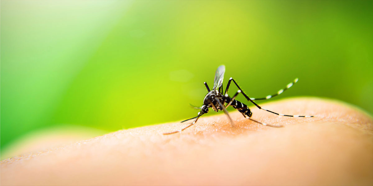 Držite dosadne komarce podalje uz aroma difuzere Sophie i Sophie little 186