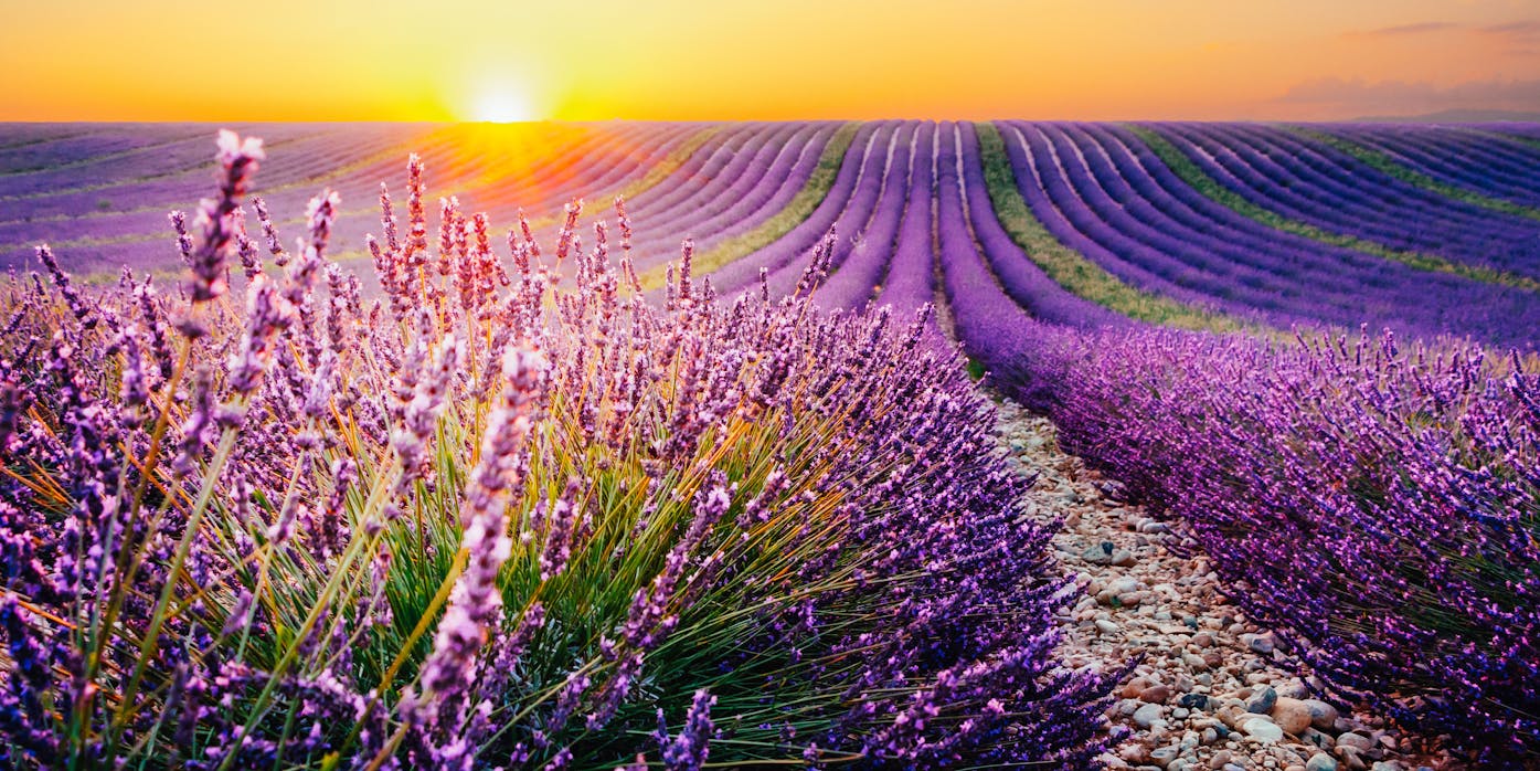 Eterično ulje Lavander 4 Eterično ulje Lavander 3