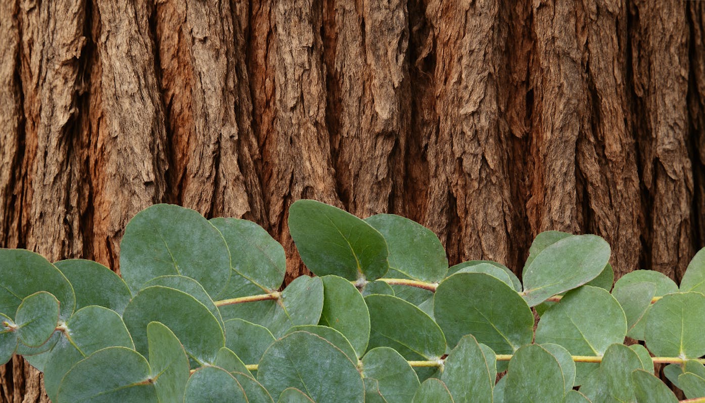 Eterično ulje Fireplace 1