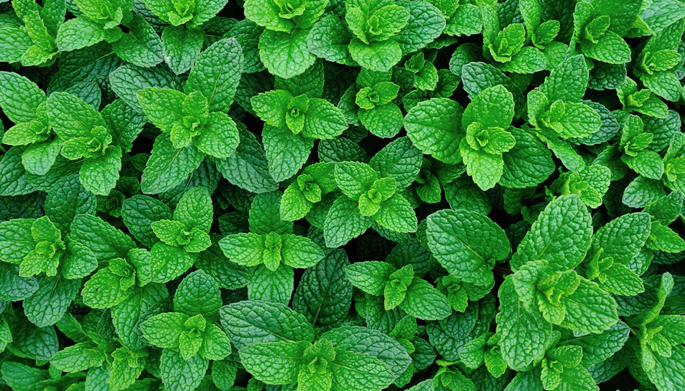 Eterično ulje Peppermint 2 Eterično ulje Peppermint 1